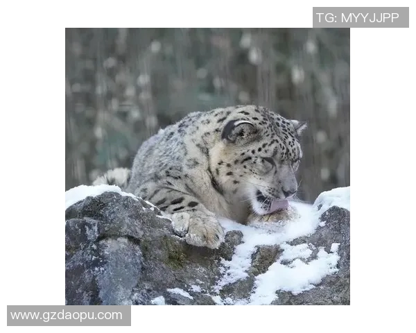 石家庄永昌与天山雪豹激战正酣谁能笑到最后争夺胜利荣耀